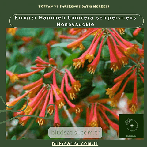 Kırmızı Hanımeli Lonicera sempervirens Honeysuckle