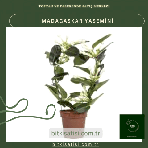 Madagaskar Yasemini Muhteşem Kokulu