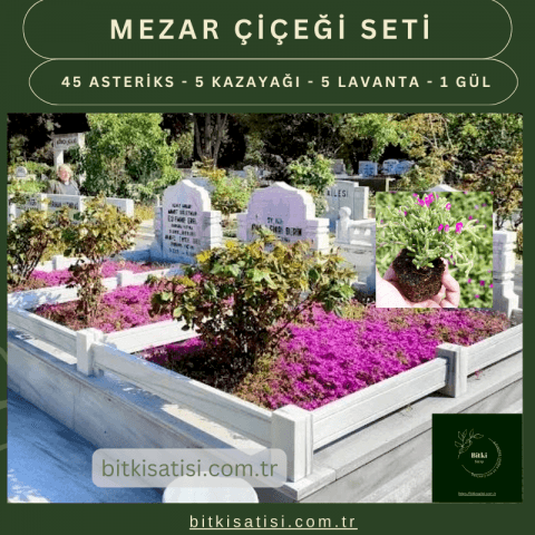 Mezar Çiçeği Seti. 45 Asteriks  5 Kazayağı1 Mezar Gülü