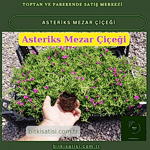 Mezar Çiçeği Seti. 45 Asteriks  5 Kazayağı1 Mezar Gülü