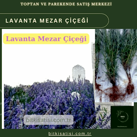 Mezar Çiçeği Seti. 45 Asteriks  5 Kazayağı1 Mezar Gülü