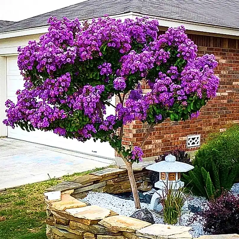 Mor Oya Ağacı