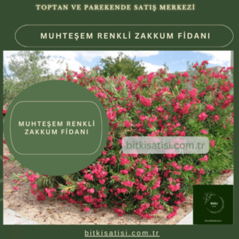 Muhteşem Renkli Zakkum Fidanı Kırmızı Pembe Beyaz Renkli 3 Renk alana 1 hediye
