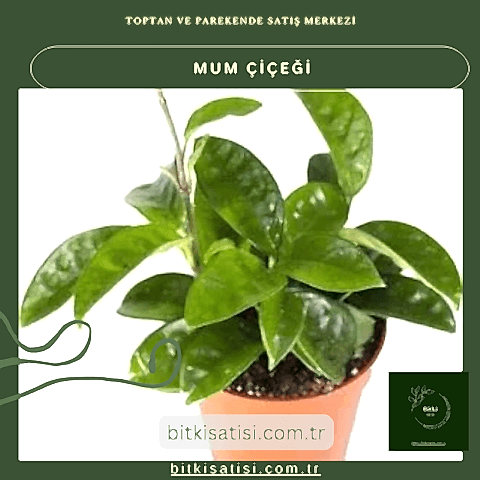 Mum Çiçeği Kırmızı Çİçek Açan Türden