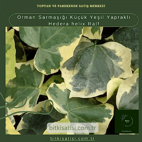 Orman Sarmaşığı Küçük Yeşil Yapraklı Hedera helix Ralf