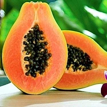 Papaya Fidanı ile Tropikal Meyve Keyfini Yaşayın - Hızlı Büyüyen Ağaç Kavunu