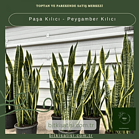 Paşa Kılıcı - Peygamber Kılıc