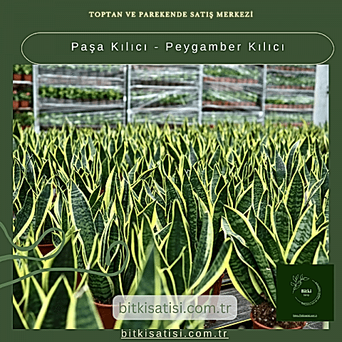 Paşa Kılıcı - Peygamber Kılıc