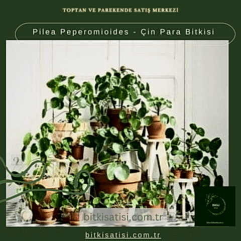 Pilea Peperomioides - Çin Para Bitkisi