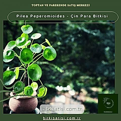 Pilea Peperomioides - Çin Para Bitkisi