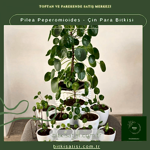 Pilea Peperomioides - Çin Para Bitkisi