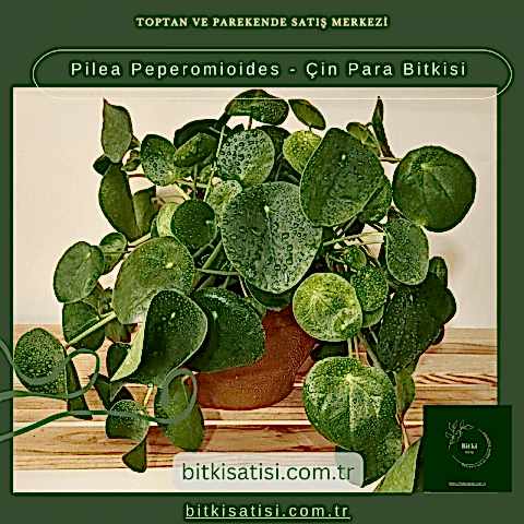 Pilea Peperomioides - Çin Para Bitkisi