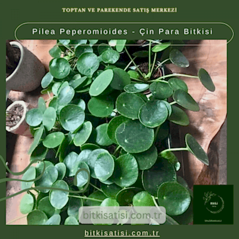 Pilea Peperomioides - Çin Para Bitkisi