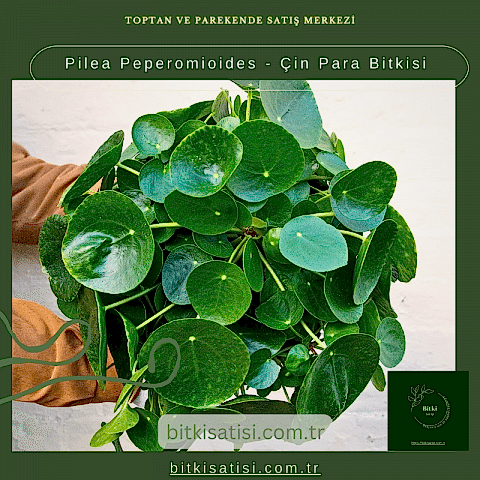 Pilea Peperomioides - Çin Para Bitkisi