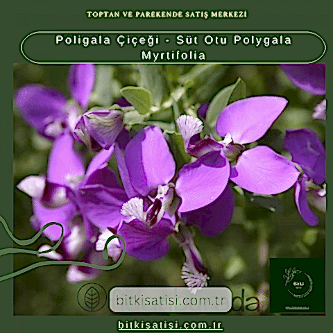 Poligala Çiçeği - Süt Otu Polygala Myrtifolia