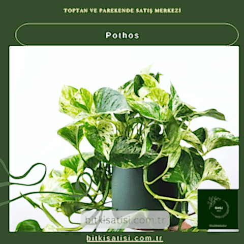 Pothos Fidanı Satın Al – Doğal Güzellik ve Ferahlatıcı Hava İçin