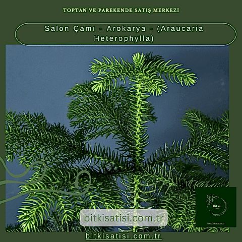 Salon Çamı - Arokarya - (Araucaria Heterophylla)