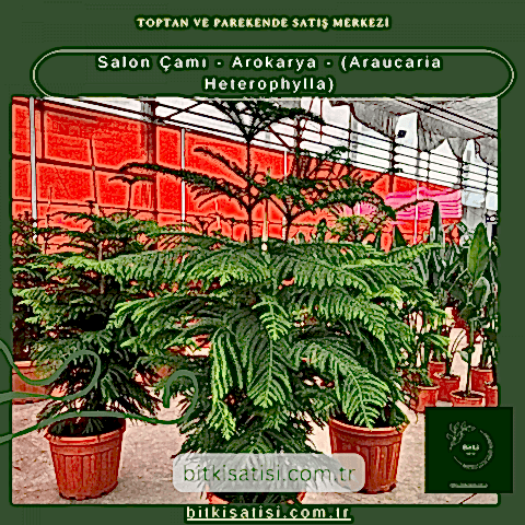 Salon Çamı - Arokarya - (Araucaria Heterophylla)
