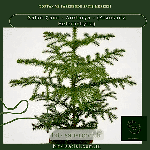 Salon Çamı - Arokarya - (Araucaria Heterophylla)
