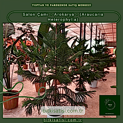 Salon Çamı - Arokarya - (Araucaria Heterophylla)