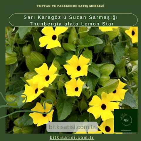 Sarı Karagözlü Suzan Sarmaşığı Thunbergia alata Lemon Star