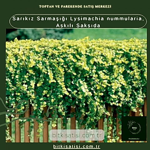 Sarıkız Sarmaşığı Lysimachia nummularia, Askılı Saksıda