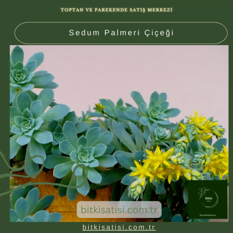Sedum Palmeri Çiçeği: Bahçeniz İçin Mükemmel Sukulent
