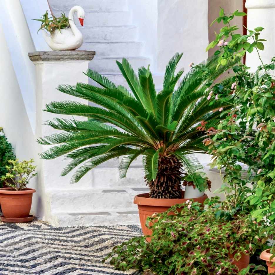 Sikas Palmiye Ağacı İle Bahçenizi Güzelleştirin – Estetik ve Dayanıklı