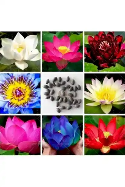 Suda yetişen 5 Renk Lotus Tohumları. Kolay çimlenir. Hızlı Kargo. 10 Adet Tohum