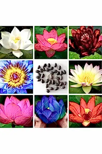 Suda yetişen 5 Renk Lotus Tohumları. Kolay çimlenir. Hızlı Kargo. 100 Adet Tohum