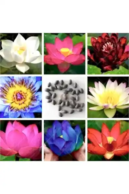 Suda yetişen 5 Renk Lotus Tohumları. Kolay çimlenir. Hızlı Kargo. 20 Adet Tohum