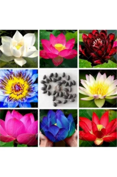 Suda yetişen 5 Renk Lotus Tohumları. Kolay çimlenir. Hızlı Kargo. 50 Adet Tohum