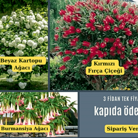 Üçlü Set. Kartopu Fırça Çalısı Burmansiya Ağacı