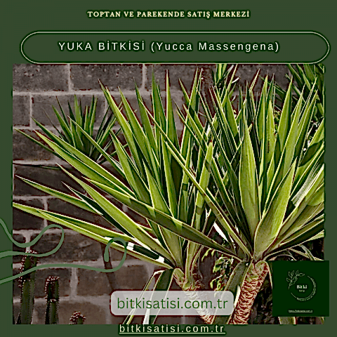YUKA BİTKİSİ (Yucca Massengena)