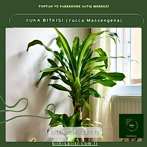 YUKA BİTKİSİ (Yucca Massengena)