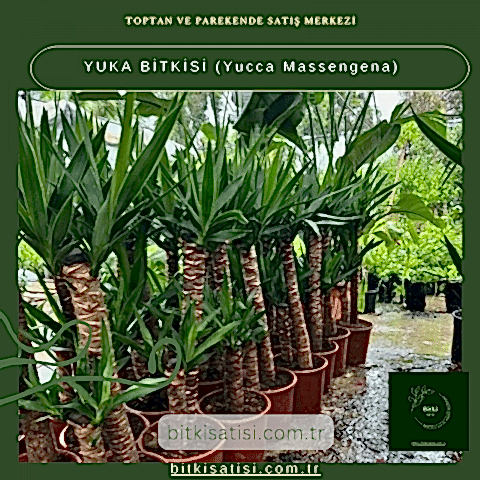 YUKA BİTKİSİ (Yucca Massengena)