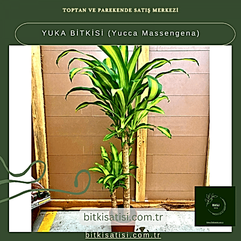 YUKA BİTKİSİ (Yucca Massengena)
