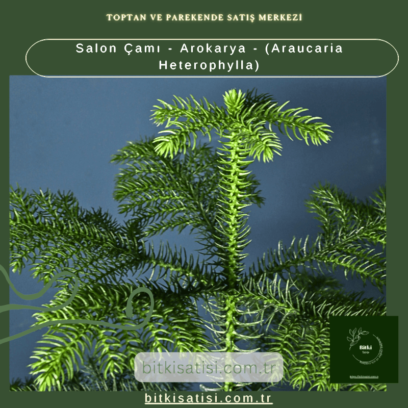 Salon Çamı - Arokarya - (Araucaria Heterophylla)