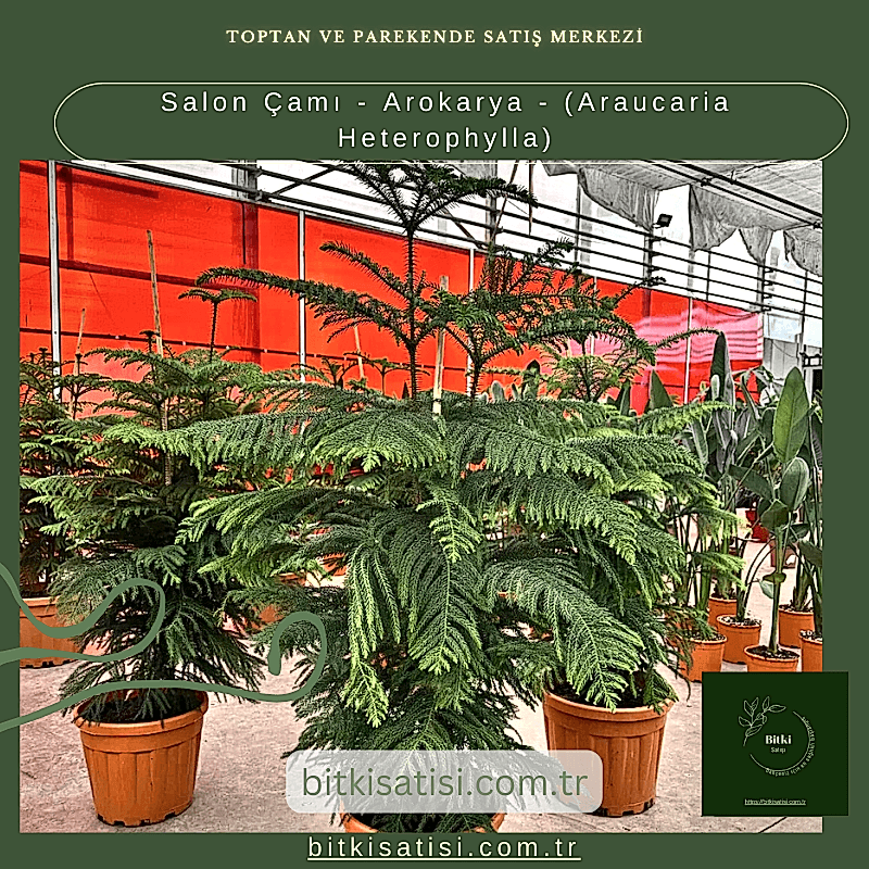 Salon Çamı - Arokarya - (Araucaria Heterophylla)