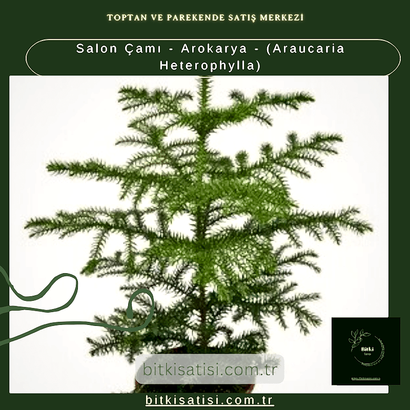 Salon Çamı - Arokarya - (Araucaria Heterophylla)