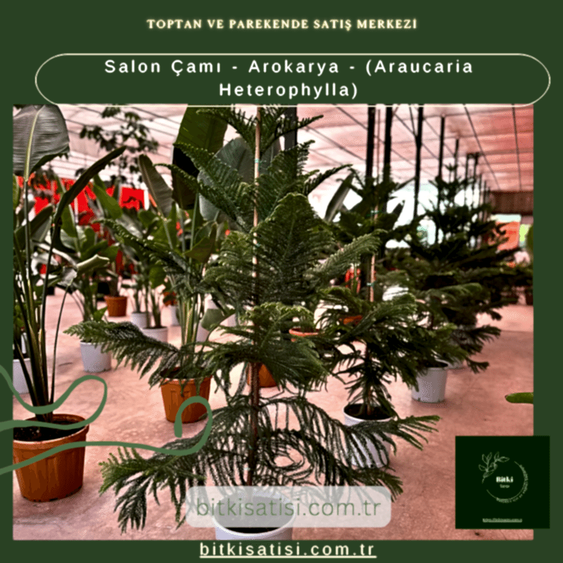 Salon Çamı - Arokarya - (Araucaria Heterophylla)