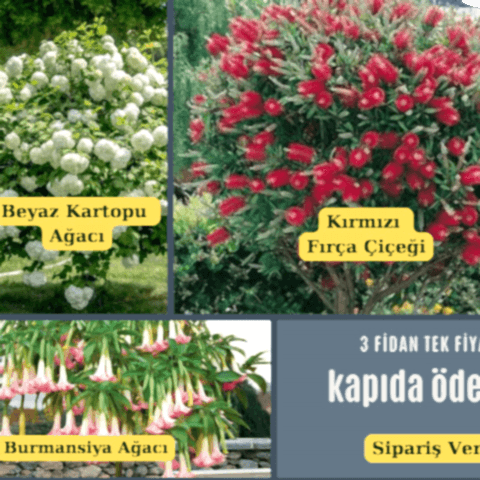 Üçlü Set. Kartopu Fırça Çalısı Burmansiya Ağacı