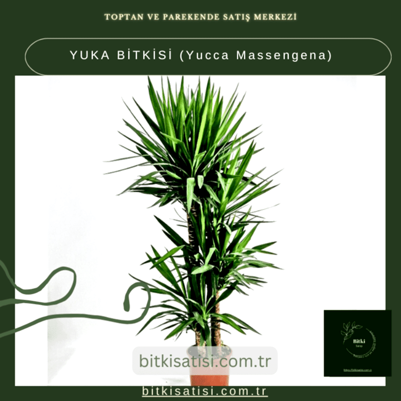 YUKA BİTKİSİ (Yucca Massengena)