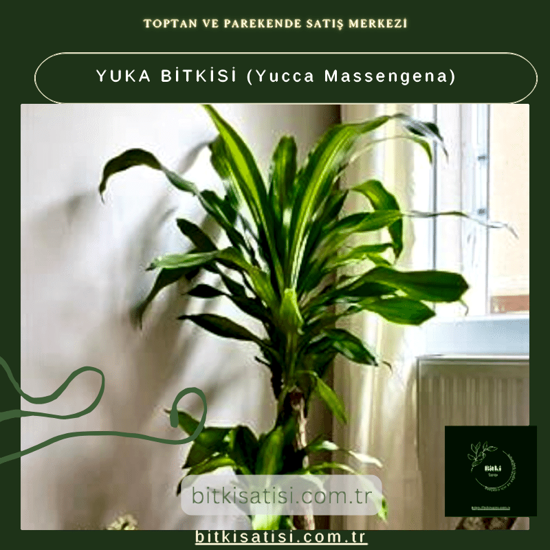 YUKA BİTKİSİ (Yucca Massengena)