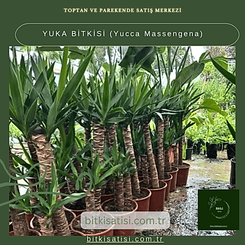 YUKA BİTKİSİ (Yucca Massengena)