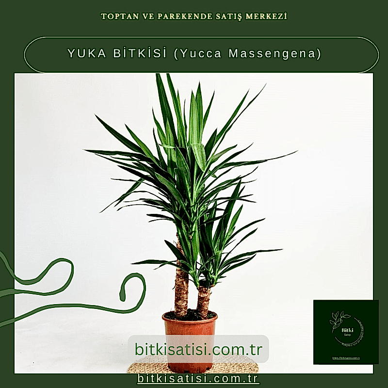 YUKA BİTKİSİ (Yucca Massengena)
